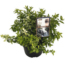 Klätterbenved FLORASELF Euonymus fortunei 'Harlequin' 20-25cm Co 5L buskig