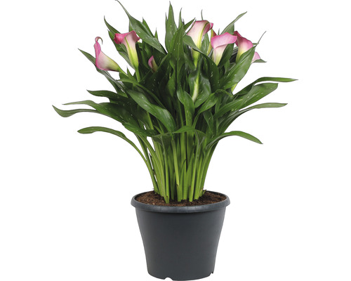 Calla växt i en kruka