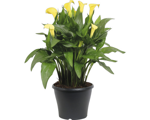 Calla planta med gula blommor i kruka