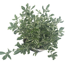 Småbladig japansk benved FLORASELF Euonymus japonicus Susan 25-30cm Co 5L buskig