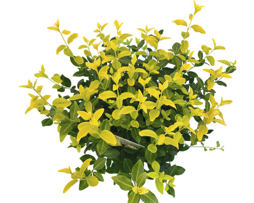 Klätterbenved lysande gul FLORASELF Euonymus fortunei GOLDMINE® 25-30cm Co 5L buskig