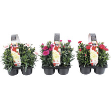 Tre krukor med nejlikor i olika färger i en svart plastförpackning