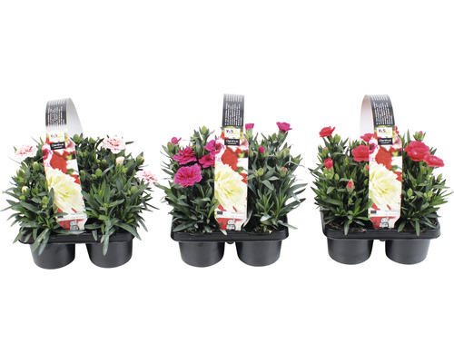 Tre krukor med nejlikor i olika färger i en svart plastförpackning