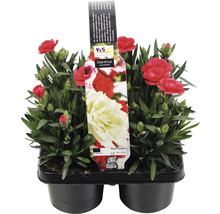 Nejlikaplanta i kruka med röd blomma