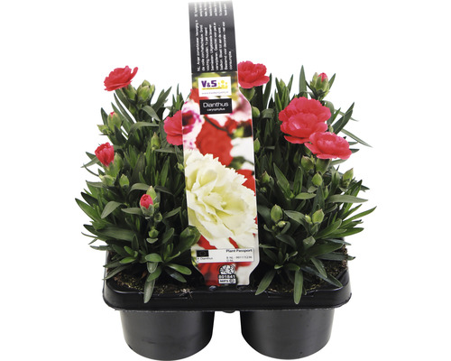 Nejlikaplanta i kruka med röd blomma