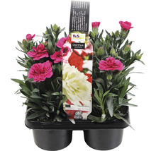 Dianthus nejlikliknande växt i kruka