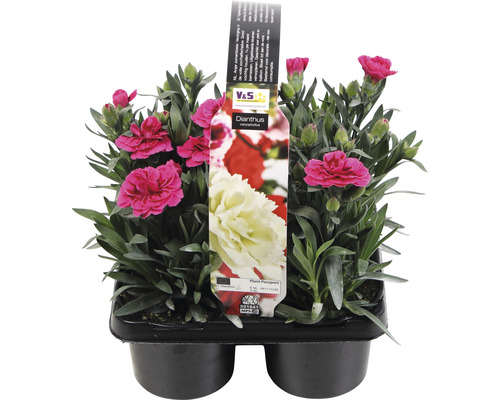 Trädgårdsnejlika mix FLORASELF Dianthus caryophyllus 'Oscar'® 4-pack, blandade färger Trädgårdsnejlika mix FLORASELF Dianthus caryophyllus 'Oscar'® 4-pack, blandade färger