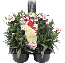 Nejlikaplanta i kruka