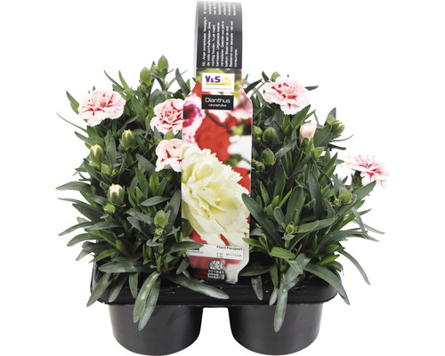 Nejlikaplanta i kruka