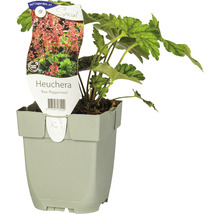 Heuchera Rex Peppermint i kruka