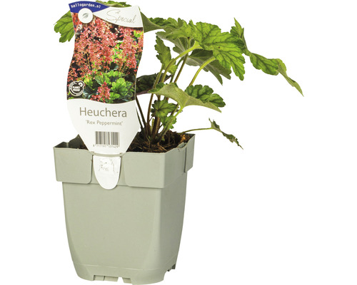 Heuchera Rex Peppermint i kruka