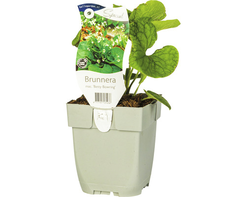 Brunnera växt i kruka