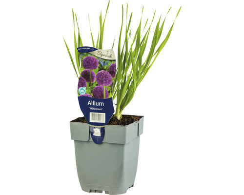 Trädgårdskantlök FLORASELF Allium 'Millenium' 5-20 cm co 0,5L