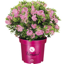Blommande azalea i kruka