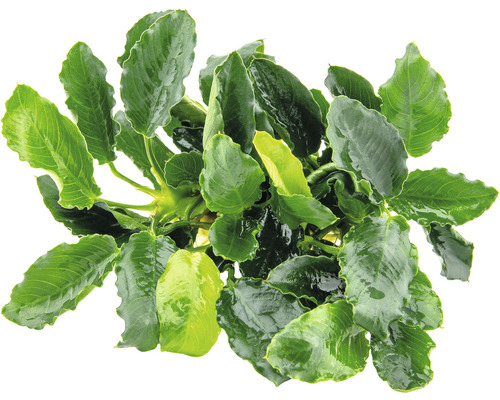 Akvarieväxt DENNERLE PLANTS dvärganubias Kirin - Anubias bart, var, nana Kirin Akvarieväxt med gröna blad