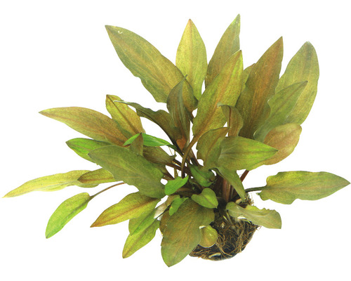 Akvarieväxt DENNERLE PLANTS vattenkalla walkeri legroi Cryptocoryne walkeri var, legroi