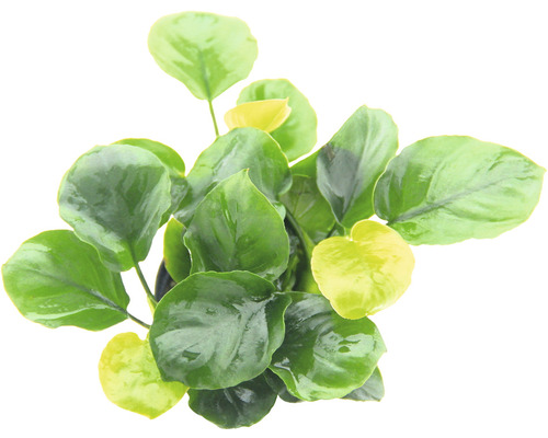 Akvarieväxt DENNERLE PLANTS dvärganubias Coin Leaf Anubias barteri Coin Leaf Närbild av en krukväxt med gröna blad