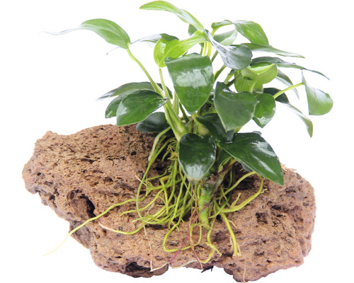 Akvarieväxt DENNERLE PLANTS bonsai dvärganubis sten Anubias nana Bonsai