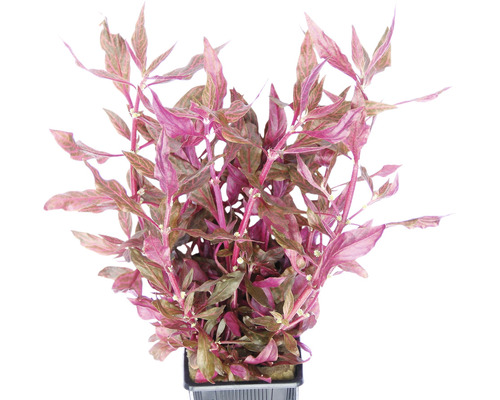 Akvarieväxt DENNERLE PLANTS papegojblad Red Ruby Alternanthera reineckii Red Ruby XXL