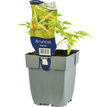 Aruncus Horatio i kruka