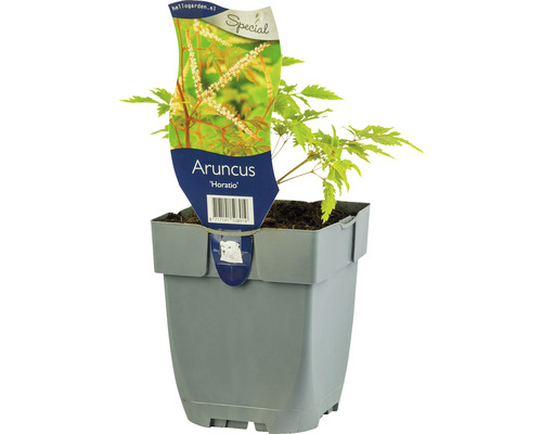 Plymspirea FloraSelf Aruncus aethusifolius 'Horatio' 5-30 cm co 0,5L 6st Aruncus Horatio i kruka