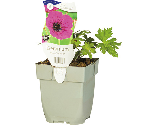 Trädgårdsnäva FLORASELF Geranium hybrid 'Anne Thomson' 5-10 cm Co 0,5L