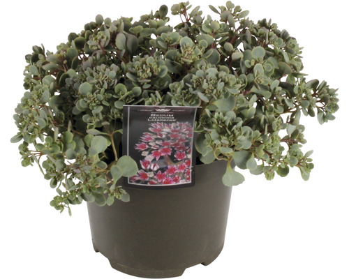 Liten kärleksört FLORASELF Sedum 'Lidakense' 5-15cm co 3L