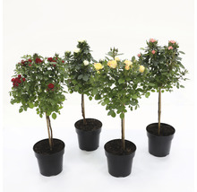 Fyra rosenbuskar i krukor med röda, vita, gula och rosa blommor