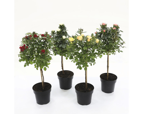 Fyra rosenbuskar i krukor med röda, vita, gula och rosa blommor