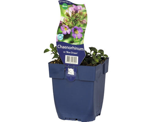Kyndelsporre FloraSelf Chaenorhinum origanifolium 'Blue Dream' 5-15cm co 0,5L