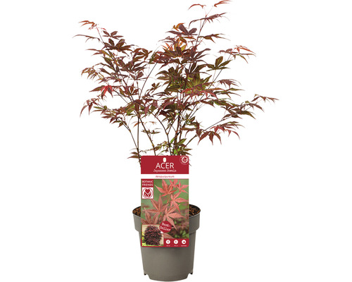 Japansk röd lönn Acer palmatum Atropurpureum 30-40x15cm