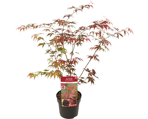 Japansk lönn i kruka