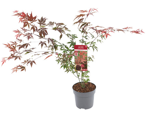 Japansk lönn i kruka