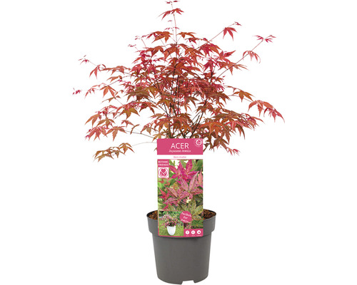 Japansk lönn i kruka