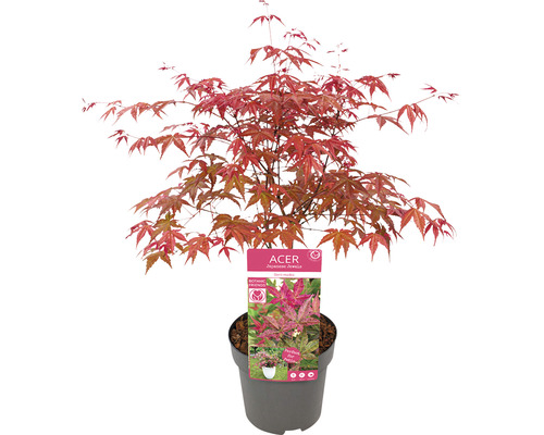 Japansk lönn i kruka med röda blad