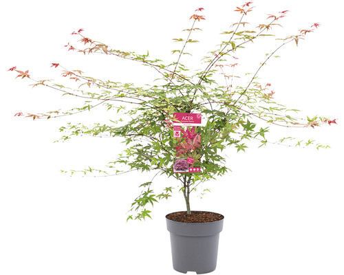 Japansk lönn i kruka