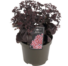 Fetknopp ''Chocolate Cherry'' i kruka