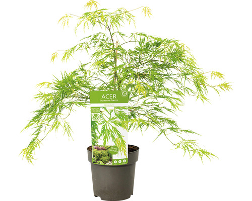 Japansk lönn i kruka