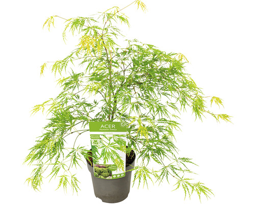 Japansk grön lönn Acer palmatum Dissectum 50-60cm Co 3L