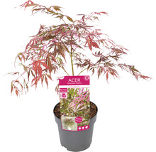 Japansk lönn i kruka