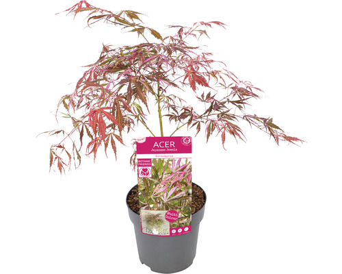 Japansk lönn i kruka