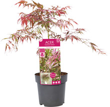 Japansk lönn i kruka