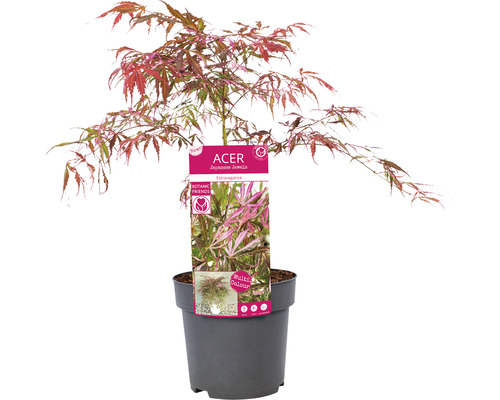 Japansk lönn i kruka