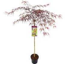 Japansk mörkröd lönn Acer palmatum Garnet 90cm Co 6,5L