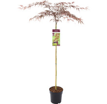 Japansk mörkröd lönn Acer palmatum Garnet 90cm Co 6,5L