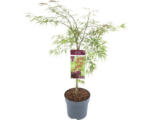 Japansk mörkröd lönn Acer palmatum Garnet 60-80cm Co 6,5L