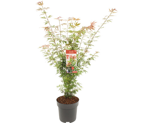 Japansk lönn i kruka