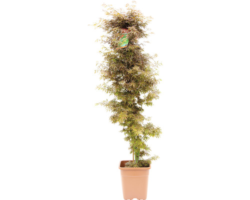 Japansk lönn Acer palmatum Jerre Schwartz 130-140cm Co 14L