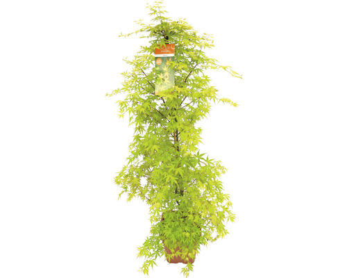 Japansk lönn Acer palmatum Katsura 130-140cm Co 14L