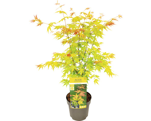 Japansk lönn i kruka